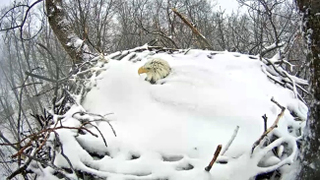 Watch This Heroic Bald Eagle Keep Her Eggs Warm In A Snow-Covered Nest